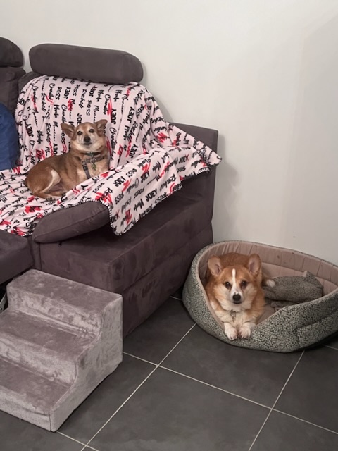 [Image: 39-ACF168-B23-E-43-CC-8-C71-F8-D56-A40-C4-CF.jpg]