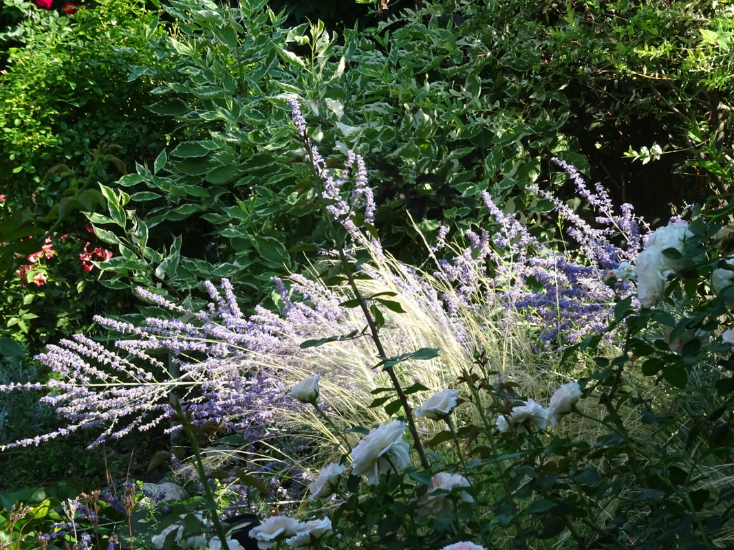 DSC02185_1