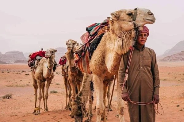 Bedouin camel guide