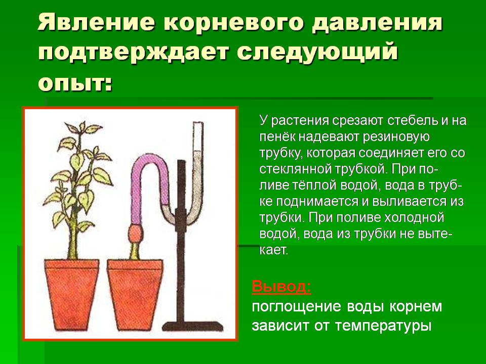 Описание синапа история и кулинарные применения