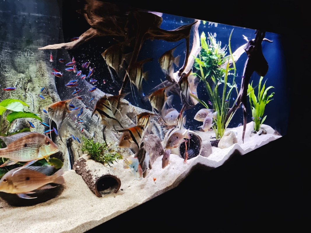 20221106_202029_02 (Groot)