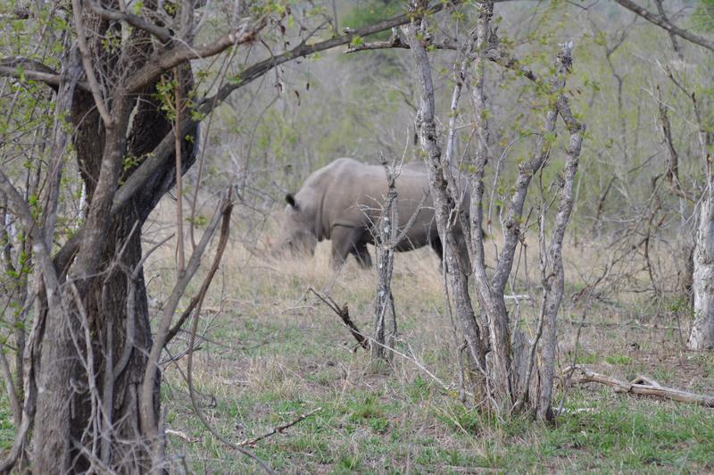 DÍA 7: KRUGER (Berg-en-Dal) - Sudáfrica y Seychelles 2018 - Una Honeymoon llena de vida (16)