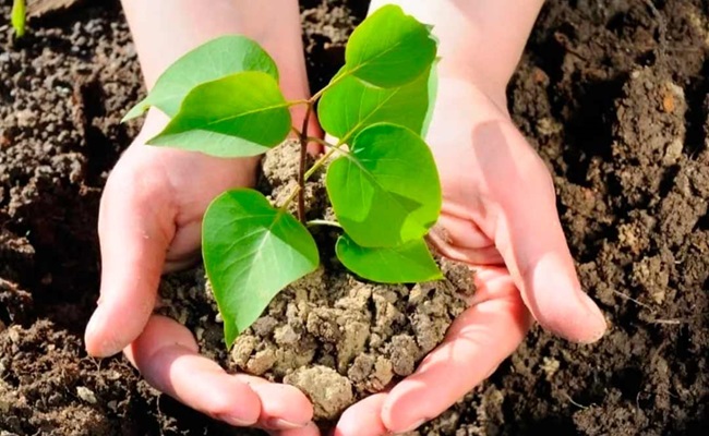 shop-gardenplants.ru &ndash; лиственные деревья