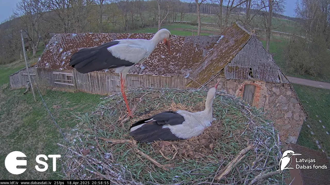 (28) Baltie stārķi (Ciconia ciconia) Tukuma novadā __ White storks in Tukums, Latvia - YouTube - 851