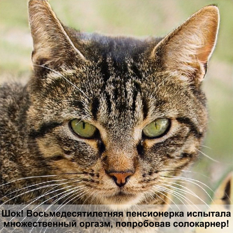 лысая кошка морда