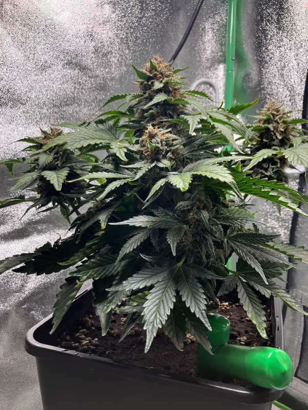 7817274C-B263-4657-A79A-0A4D7D8F870D