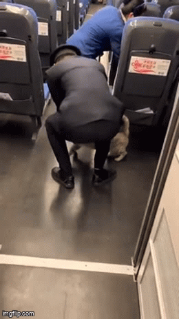 Cat-taken-off-train.gif