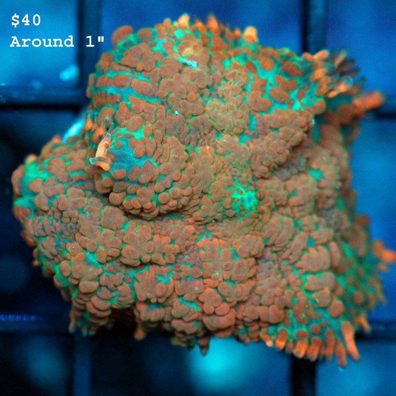 IMG_7338_1024x1024@2x