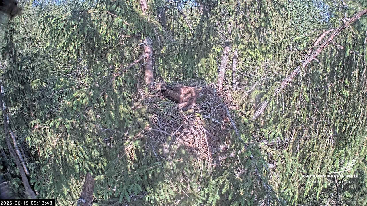 LVM mazais ērglis Lisiņa, egle2 – Lesser Spotted Eagle 11-39-28 screenshot (1)