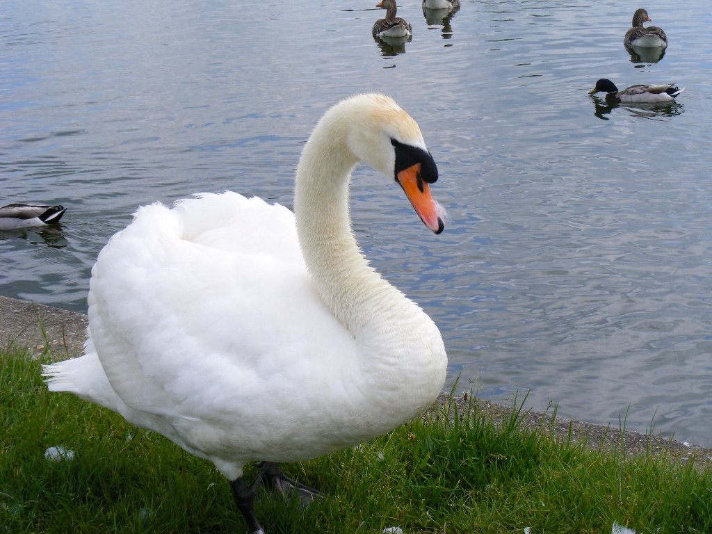 DSCF1375.jpg
