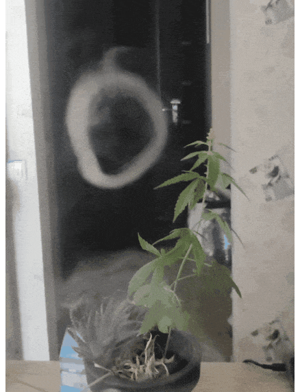 GIF-20260811-090058-510.gif