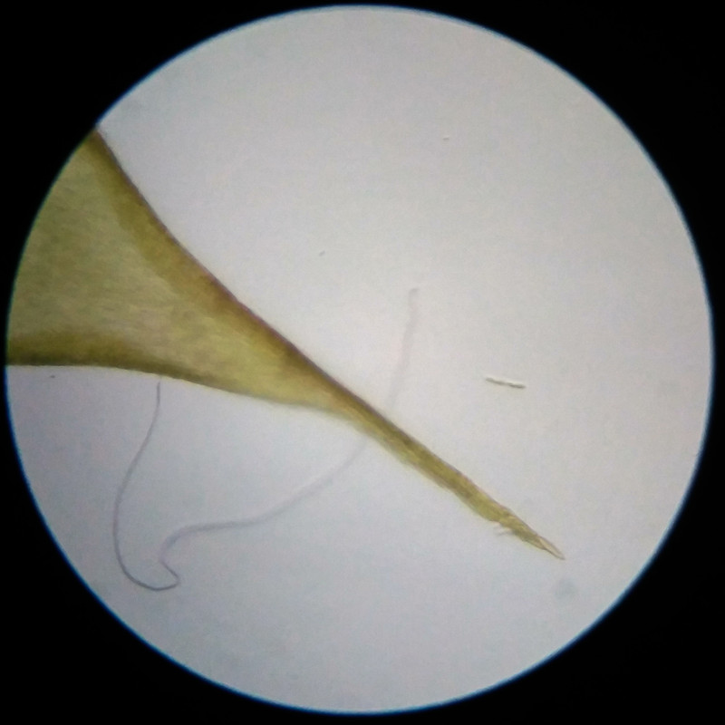 IMG 20250617 111151 HDR