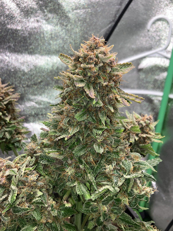 B3177013-7F98-4071-BF58-DCF85F8EDC3A