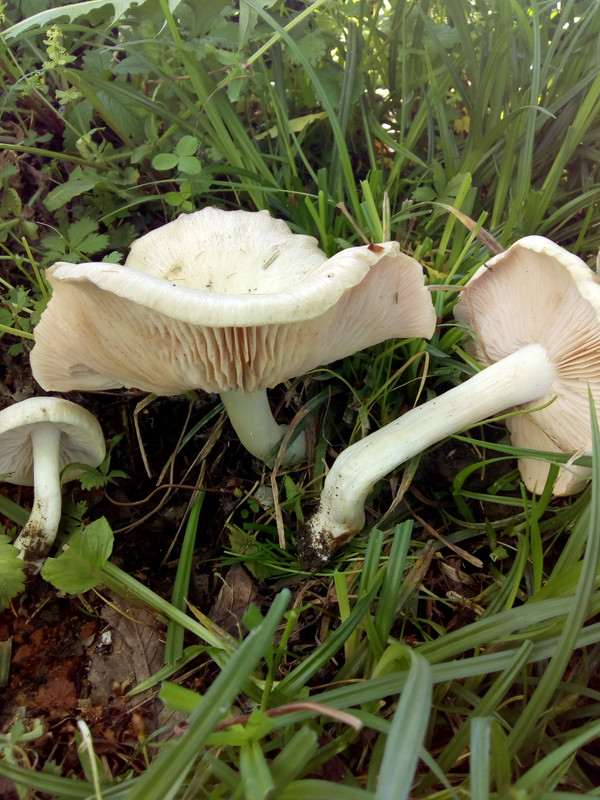 [Слика: IMG-20200508-132846713.jpg]