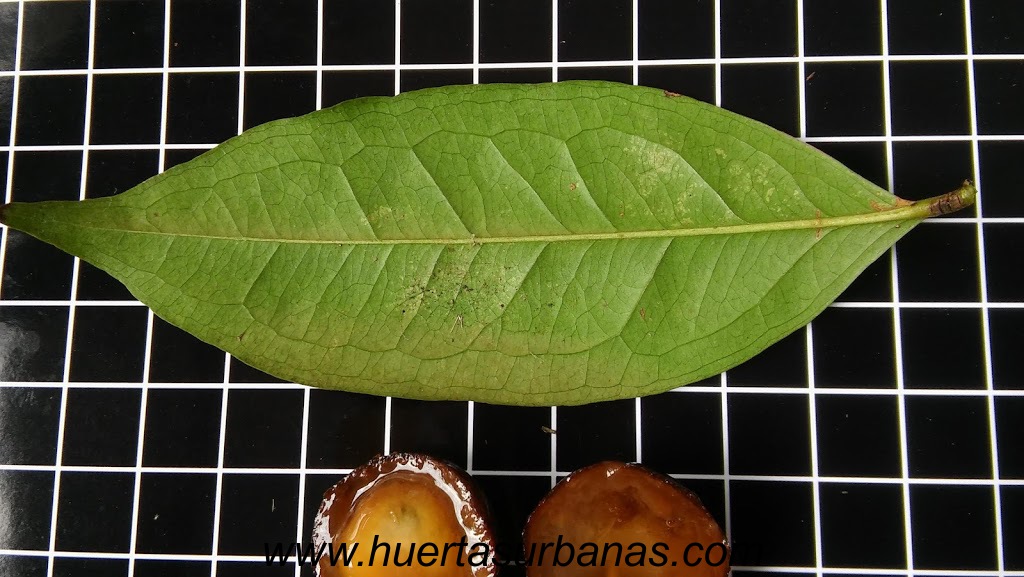 huertasurbanas_com_20181109_091847Myrciaria_sp_paraguay_cerrado-