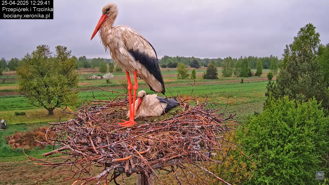 25042025bociany9