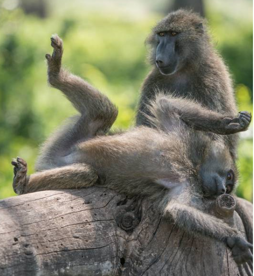 Baboons.png
