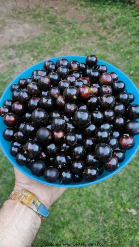 Huertasurbanas_com-frutas8fb58f9b-40d9-4f83-8c55-3be4978ae200.jpeg-20211227_113030Lujan_Jaboticaba