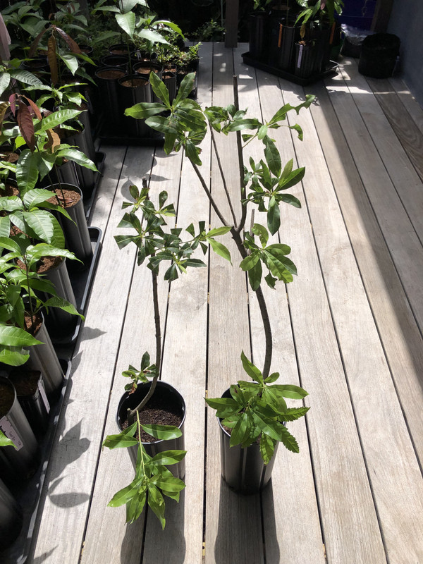 399959EC-0333-4AB2-A1E3-3392896EEF53