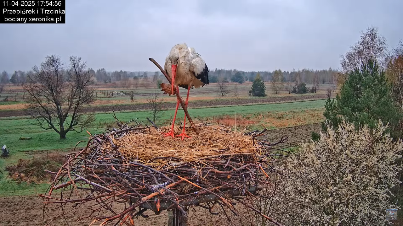 11042025bociany11