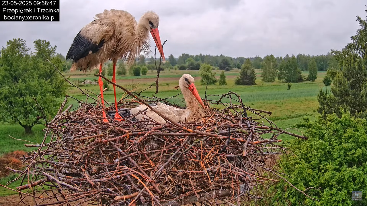 23052025bociany13
