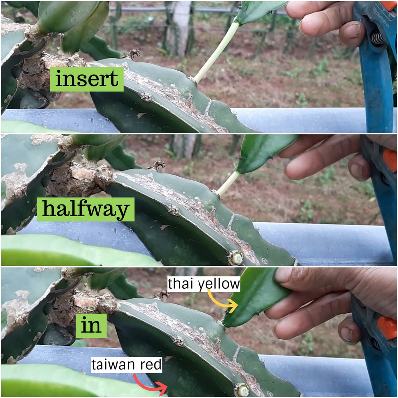 shoot-grafting-dragon-fruit.jpg