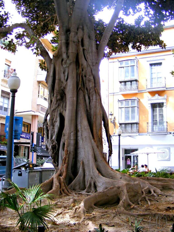 Banyan-Tree-Alicante-HD.jpg