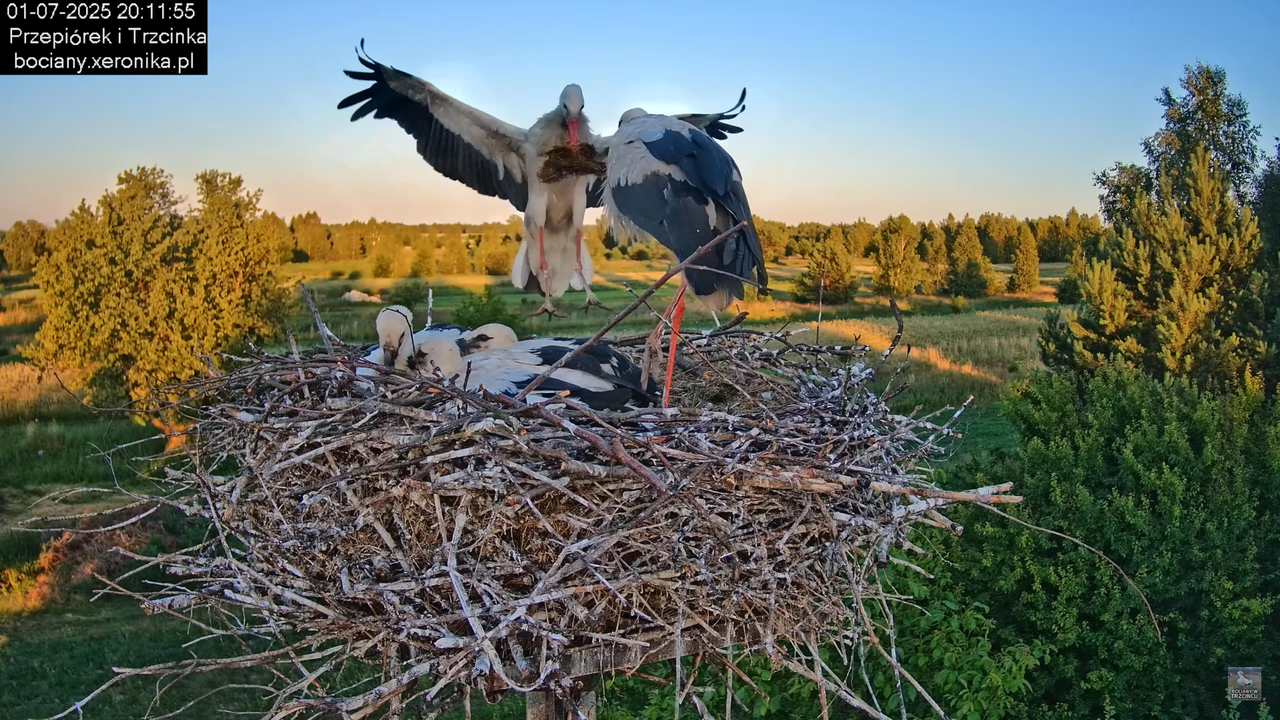 01072025bociany44