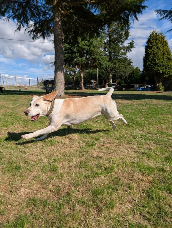 Happy dog