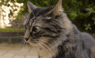 1947877-C-56-B3-4-FC4-9-A76-D5-CC42-C59769.gif