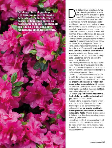 il Mio Giar Apr 2020 (4)