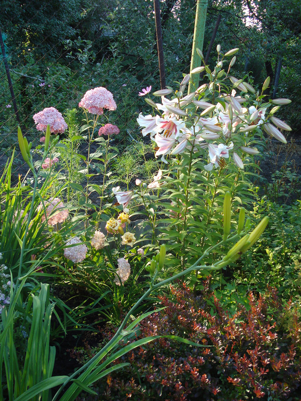 DSC05185