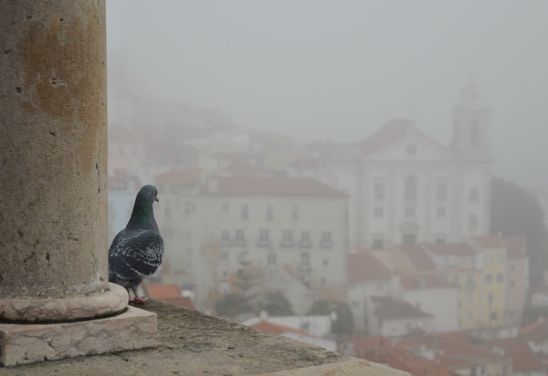 Lisboa en invierno y en primavera - Blogs de Portugal - PARTE I: Lisboa en invierno (1)