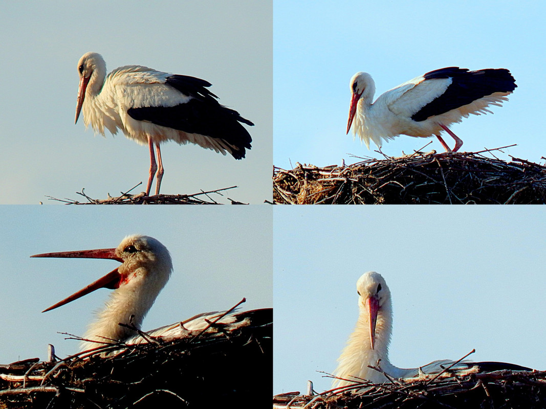Nagyrédei gólya - Horváth István  2023-03-21