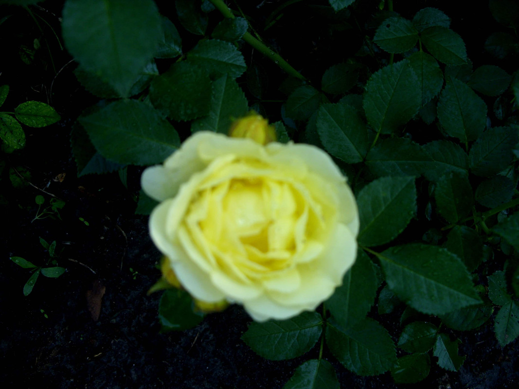 006