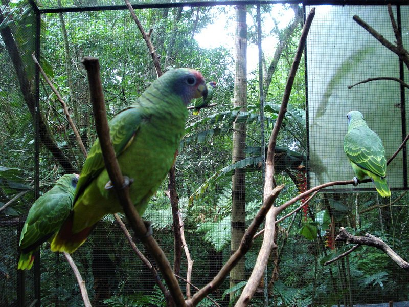 Parque de las Aves-25-2-2010 - Brasil y sus pueblos-2010 (50)