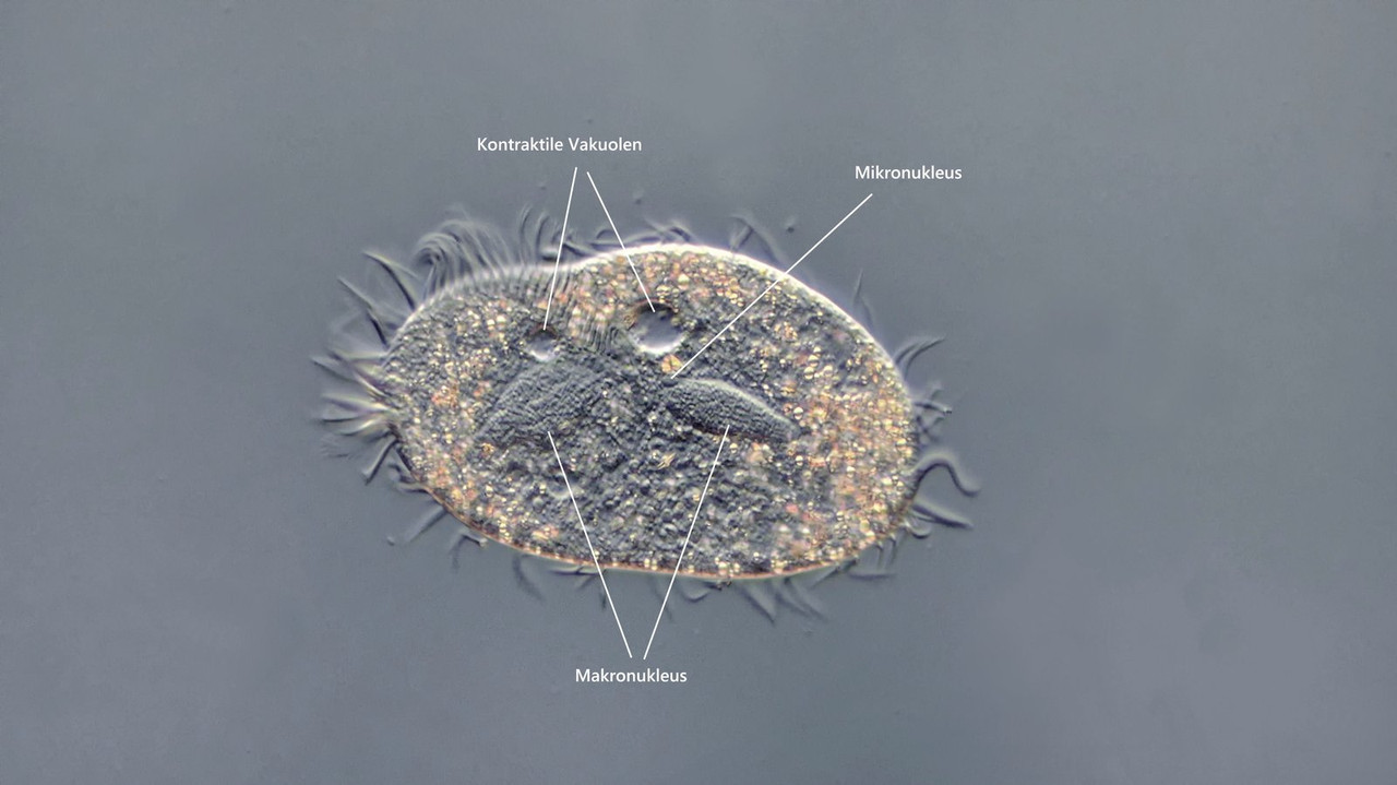 Paraurostyla 03 weissei Vielfußtier DIK 40-Z7