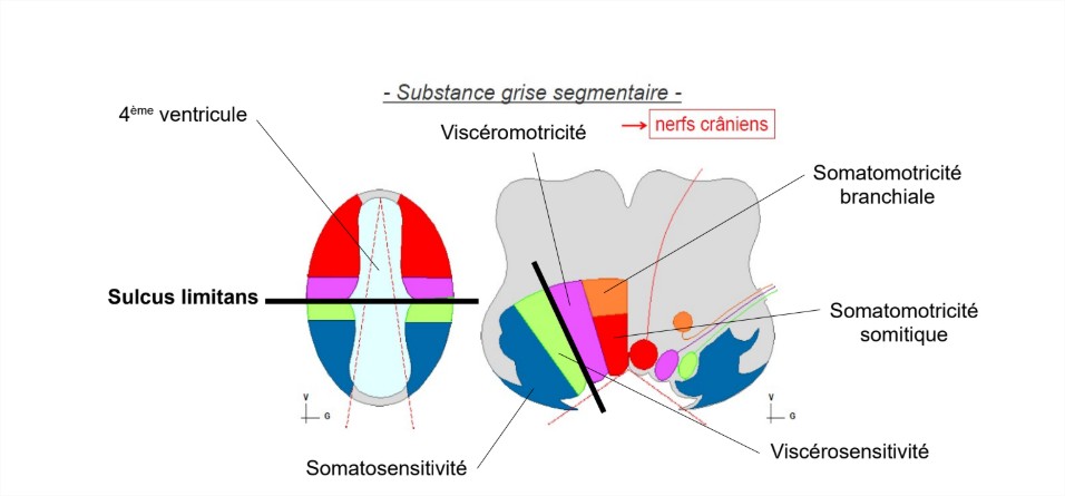 Cours - Google Drive - Google Chrome