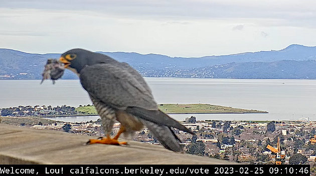 Berkeley Cal Falcons Przechwytywanie-w-trybie-pe-noekranowym-25-02-2023-182042