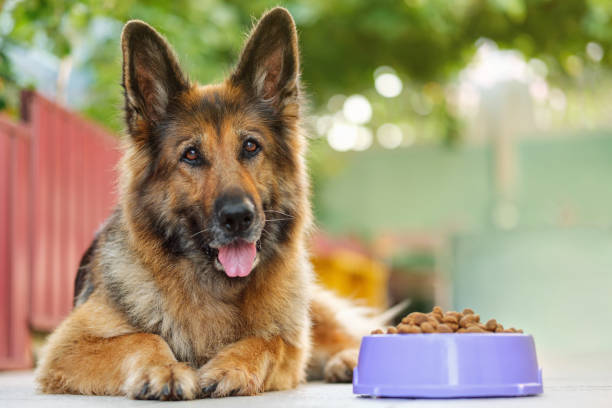 best food for dogs