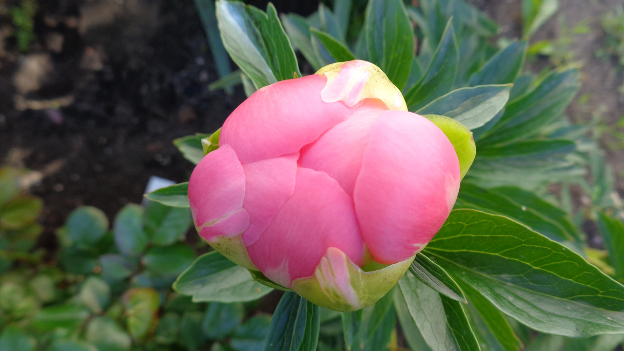 Божур (Paeonia) - Страница 173 - Форум HobbyKafe.com