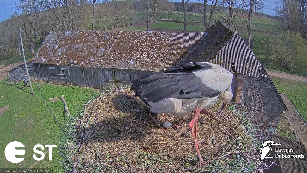 Baltie stārķi (Ciconia ciconia) Tukuma novadā - LDF tiešraide __ White storks in Tukums, Latvia 10-2