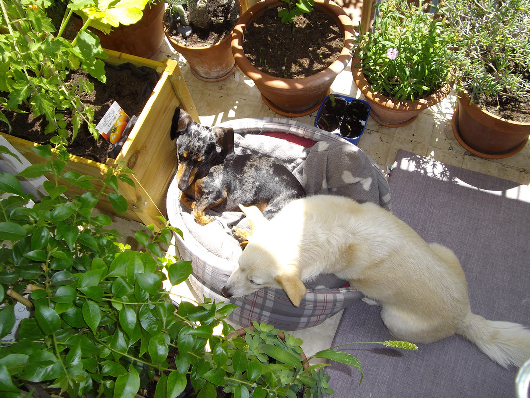 [Image: IMGP0971.jpg]