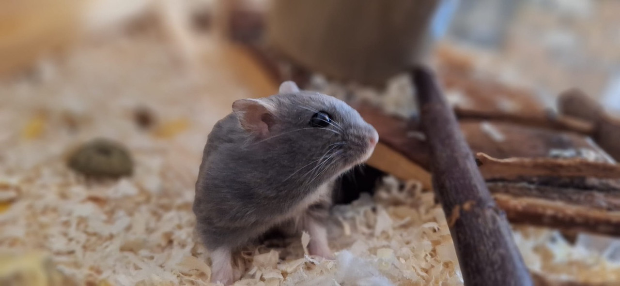 29A586D2-5997-42D2-BBA8-2FF372FA94DF_1_105_c