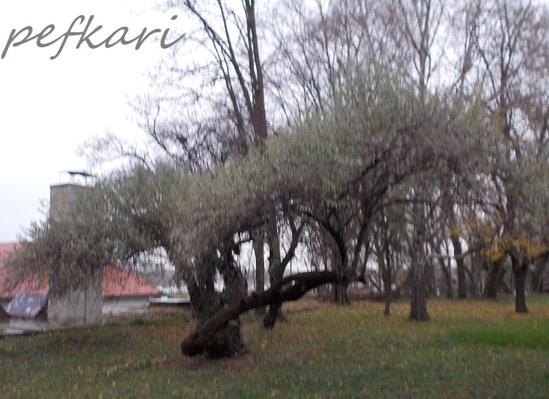 Slika