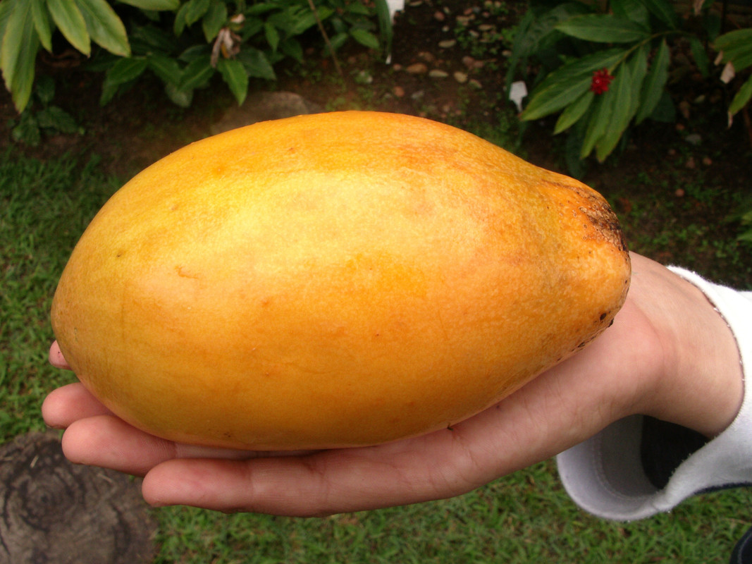 Passiflora alata - Sweet Passion Fruit