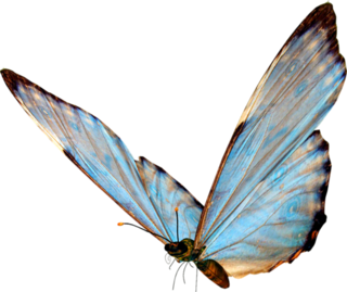 papillon4-1