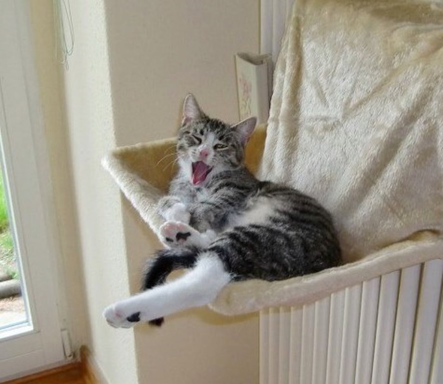 Timmy Hängematte 5.12 (3)