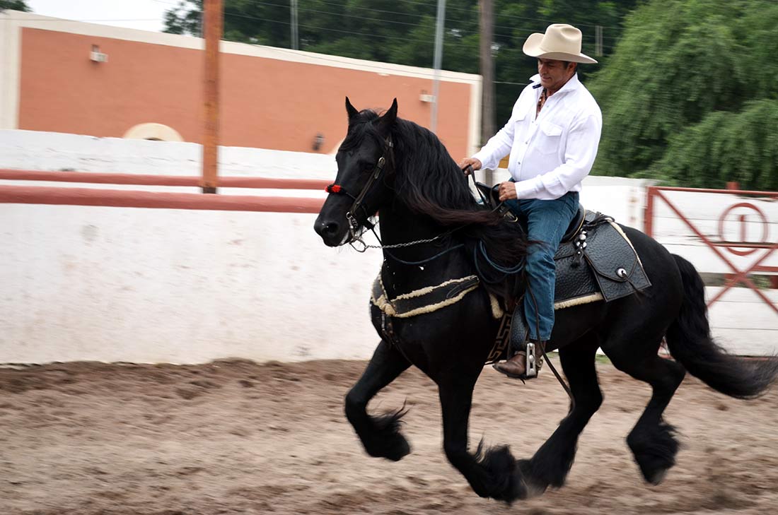 “El Bronco” posee caballo valorado en un cuarto de millón de dólares