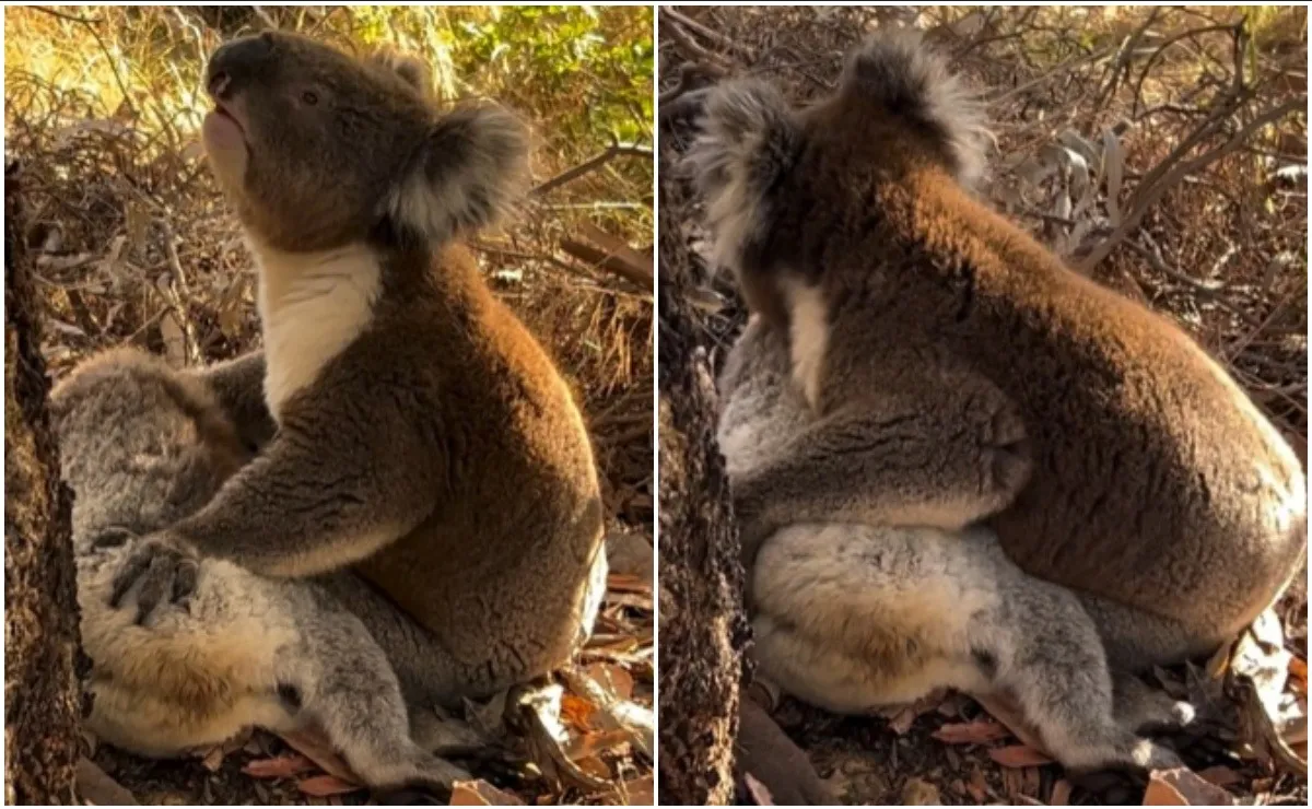 Captan a Koala llorando desconsoladamente la muerte de su compañero